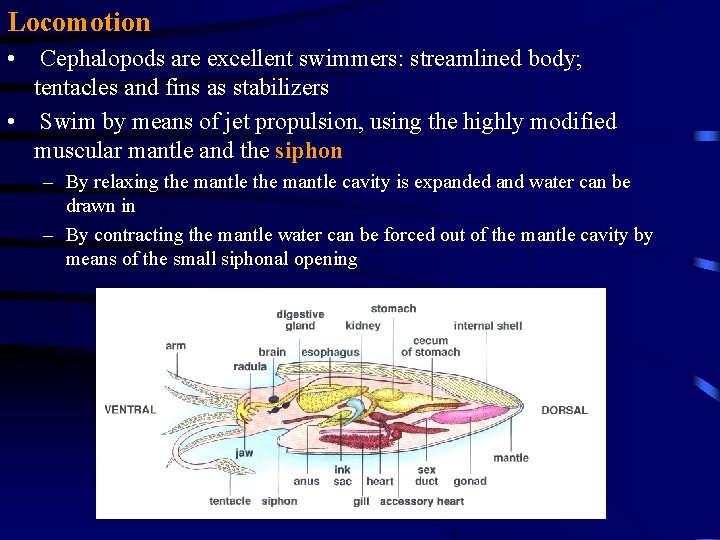 Locomotion • Cephalopods are excellent swimmers: streamlined body; tentacles and fins as stabilizers •