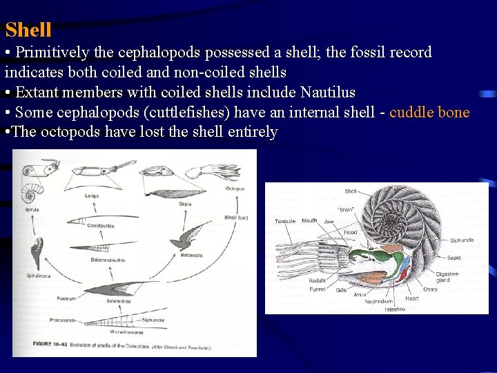 Shell • Primitively the cephalopods possessed a shell; the fossil record indicates both coiled