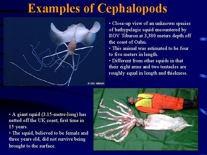 Examples of Cephalopods • Close-up view of an unknown species of bathypelagic squid encountered