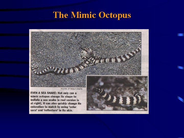 The Mimic Octopus 
