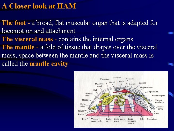 A Closer look at HAM The foot - a broad, flat muscular organ that