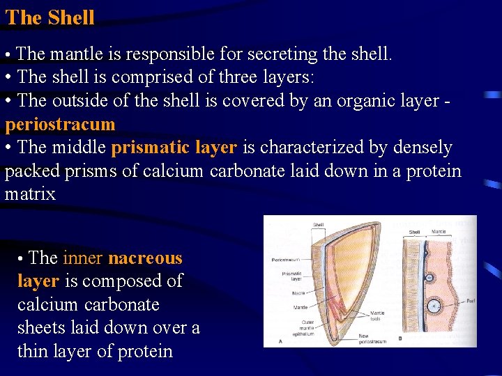 The Shell • The mantle is responsible for secreting the shell. • The shell