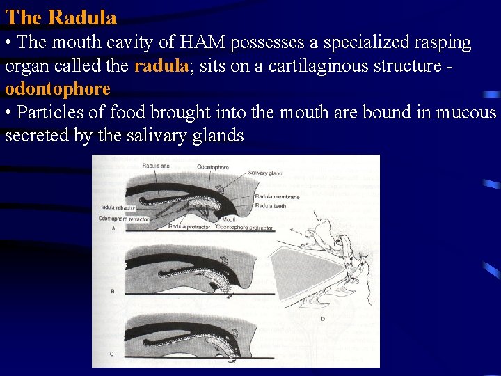 The Radula • The mouth cavity of HAM possesses a specialized rasping organ called