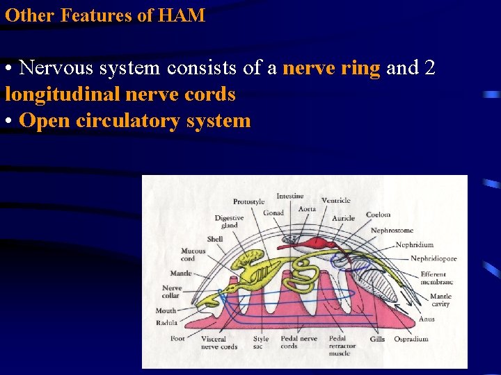 Other Features of HAM • Nervous system consists of a nerve ring and 2