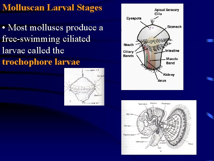 Molluscan Larval Stages • Most molluscs produce a free-swimming ciliated larvae called the trochophore