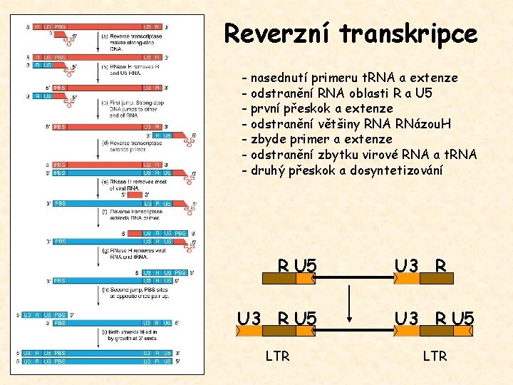 Reverzní transkripce - nasednutí primeru t. RNA a extenze - odstranění RNA oblasti R