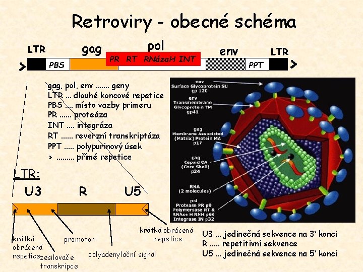 Retroviry - obecné schéma > gag LTR PBS pol PR RT RNáza. H INT