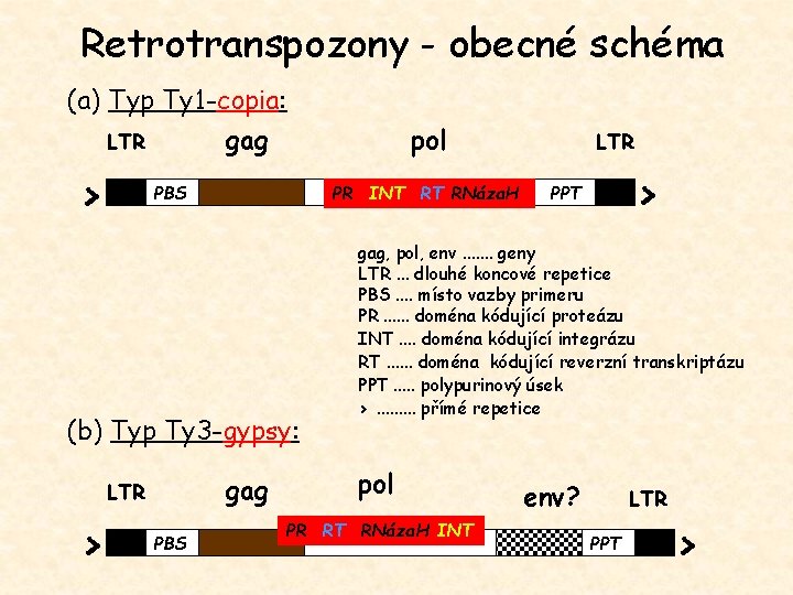 Retrotranspozony - obecné schéma (a) Typ Ty 1 -copia: gag LTR > PBS PR