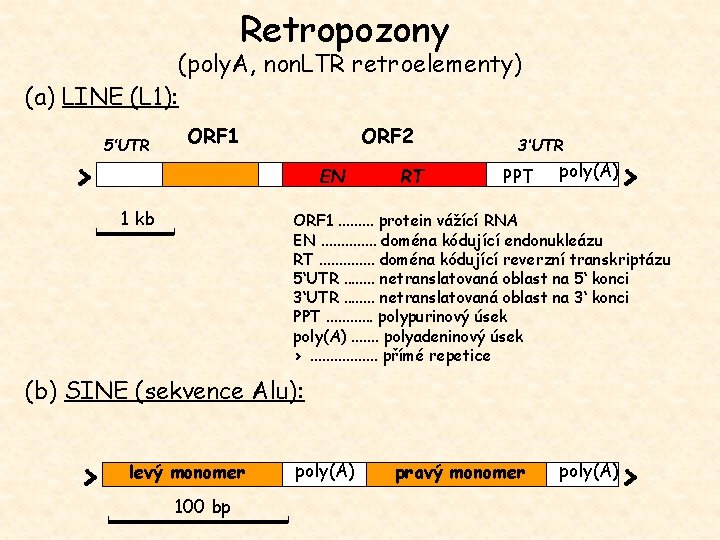 Retropozony (poly. A, non. LTR retroelementy) (a) LINE (L 1): > 5’UTR ORF 1