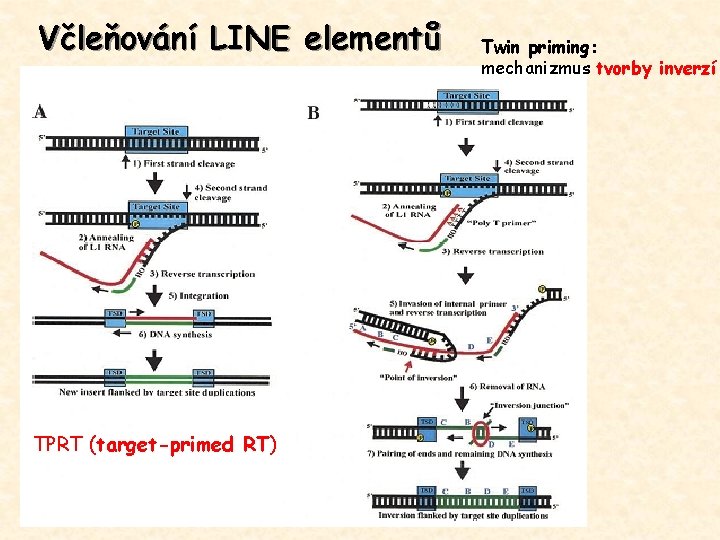 Včleňování LINE elementů TPRT (target-primed RT) Twin priming: mechanizmus tvorby inverzí 