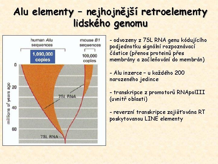 Alu elementy – nejhojnější retroelementy lidského genomu - odvozeny z 7 SL RNA genu