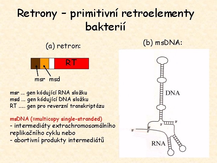 Retrony - primitivní retroelementy bakterií (a) retron: RT msr msd msr. . . gen