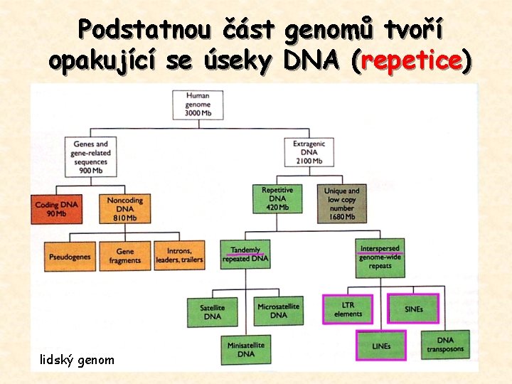 Podstatnou část genomů tvoří opakující se úseky DNA (repetice) lidský genom 