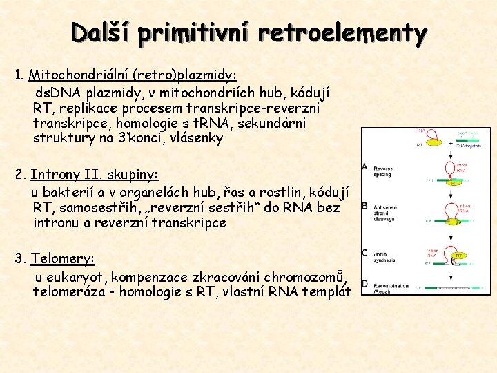 Další primitivní retroelementy 1. Mitochondriální (retro)plazmidy: ds. DNA plazmidy, v mitochondriích hub, kódují RT,