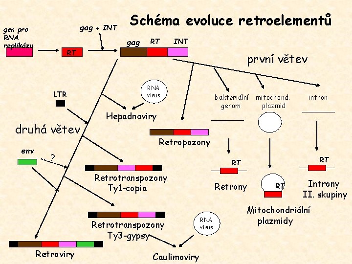 gag + INT gen pro RNA replikázu gag RT INT RT LTR druhá větev
