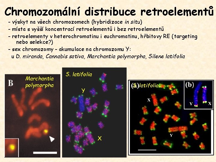 Chromozomální distribuce retroelementů - výskyt na všech chromozomech (hybridizace in situ) - místa s