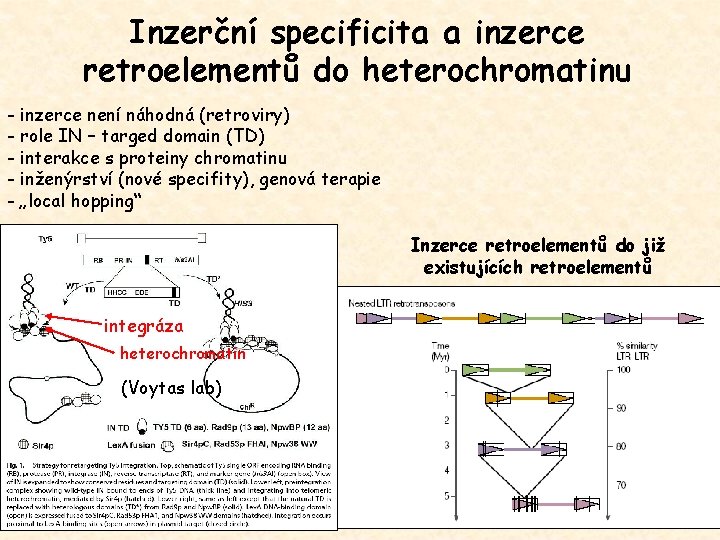Inzerční specificita a inzerce retroelementů do heterochromatinu - inzerce není náhodná (retroviry) - role