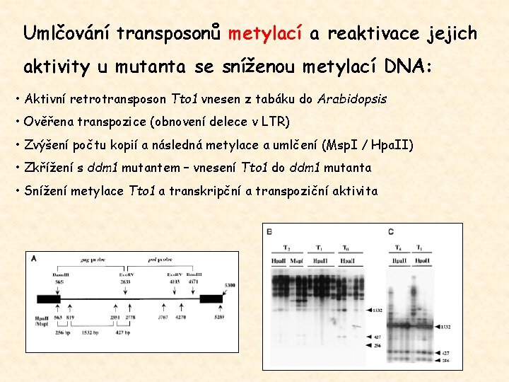 Umlčování transposonů metylací a reaktivace jejich aktivity u mutanta se sníženou metylací DNA: •