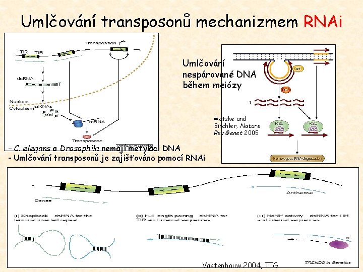 Umlčování transposonů mechanizmem RNAi Umlčování nespárované DNA během meiózy Matzke and Birchler, Nature Rev