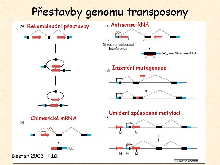 Přestavby genomu transposony Rekombinační přestavby Antisense RNA Inzerční mutageneze Chimerická m. RNA Bestor 2003,