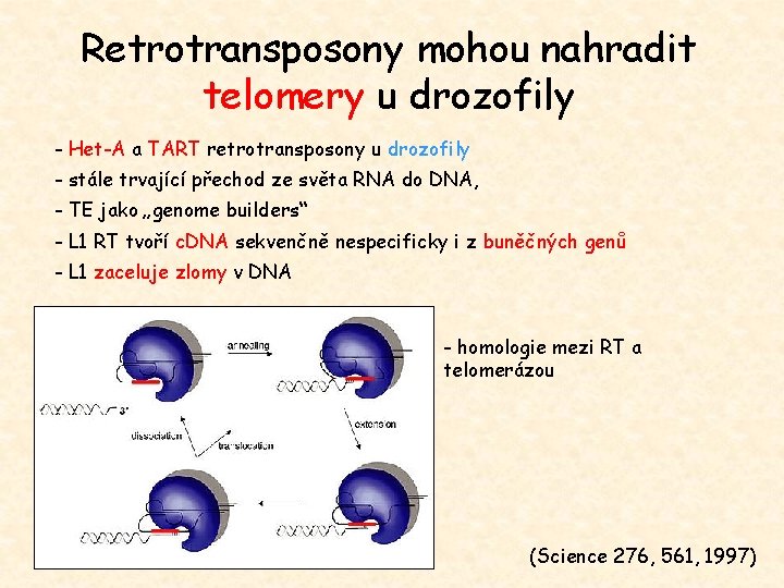 Retrotransposony mohou nahradit telomery u drozofily - Het-A a TART retrotransposony u drozofily -