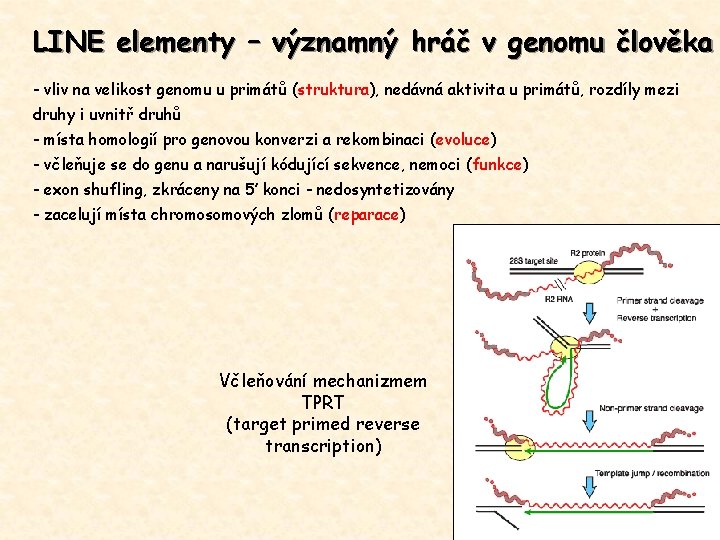 LINE elementy – významný hráč v genomu člověka - vliv na velikost genomu u