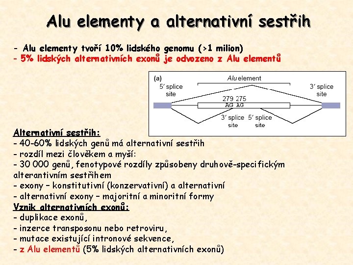 Alu elementy a alternativní sestřih - Alu elementy tvoří 10% lidského genomu (>1 milion)