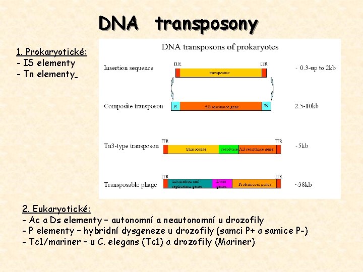 DNA transposony 1. Prokaryotické: - IS elementy - Tn elementy 2. Eukaryotické: - Ac