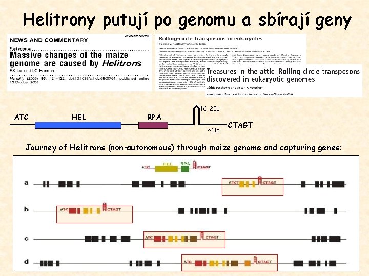 Helitrony putují po genomu a sbírají geny ATC HEL RPA 16 -20 b ~11