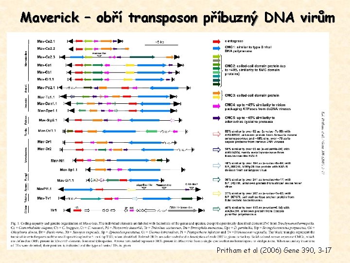 Maverick – obří transposon příbuzný DNA virům Pritham et al (2006) Gene 390, 3