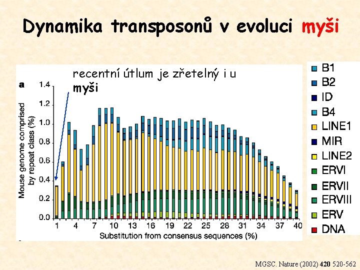 Dynamika transposonů v evoluci myši recentní útlum je zřetelný i u myši MGSC. Nature