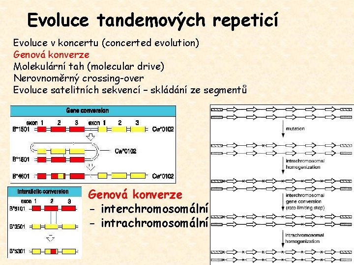 Evoluce tandemových repeticí Evoluce v koncertu (concerted evolution) Genová konverze Molekulární tah (molecular drive)