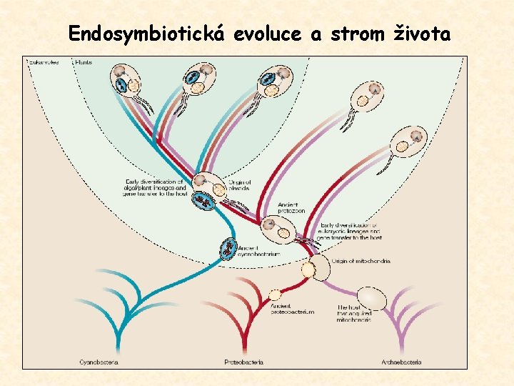 Endosymbiotická evoluce a strom života 