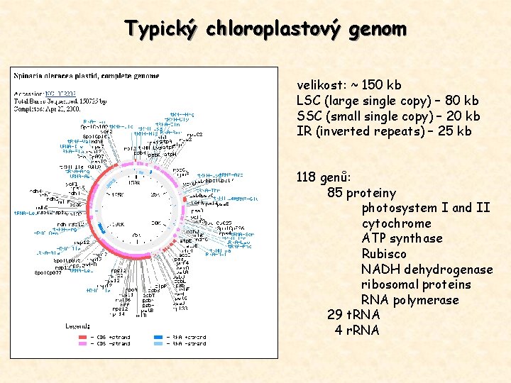 Typický chloroplastový genom velikost: ~ 150 kb LSC (large single copy) – 80 kb