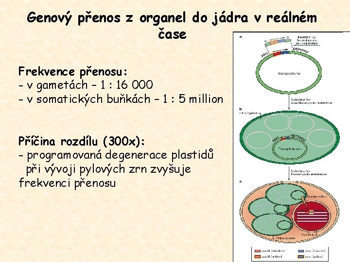 Genový přenos z organel do jádra v reálném čase Frekvence přenosu: - v gametách