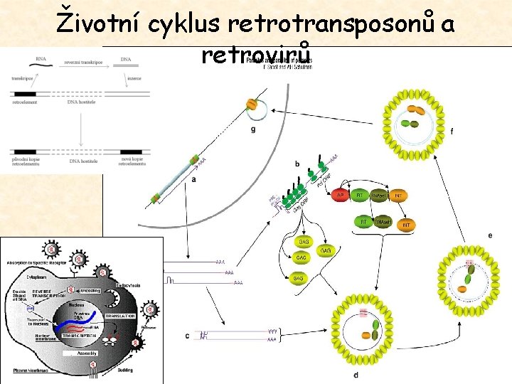 Životní cyklus retrotransposonů a retrovirů 