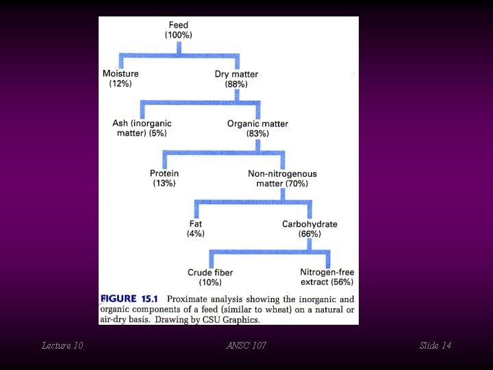 Lecture 10 ANSC 107 Slide 14 