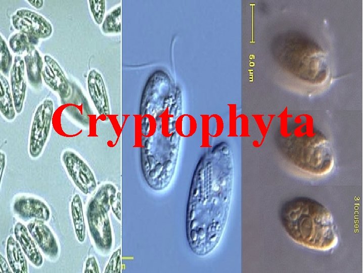 Cryptophyta 