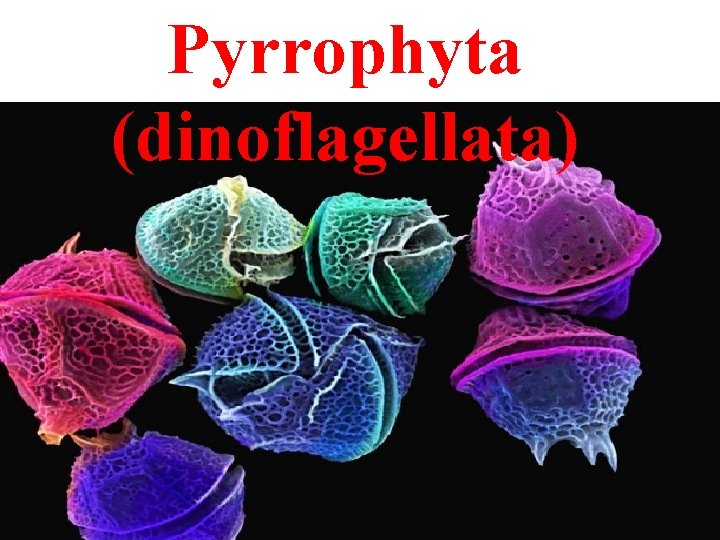 Pyrrophyta (dinoflagellata) 