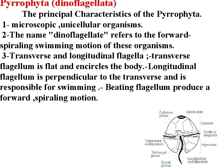 Pyrrophyta (dinoflagellata) The principal Characteristics of the Pyrrophyta. 1 - microscopic , unicellular organisms.