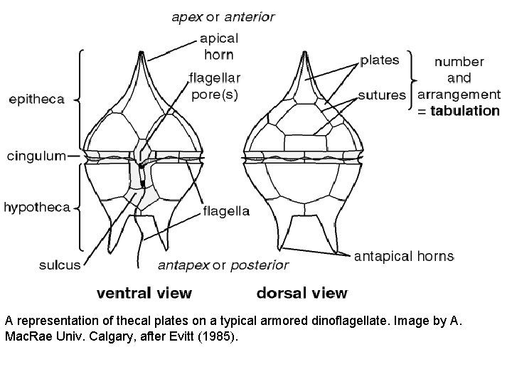 A representation of thecal plates on a typical armored dinoflagellate. Image by A. Mac.