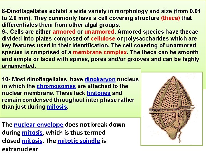 8 -Dinoflagellates exhibit a wide variety in morphology and size (from 0. 01 to