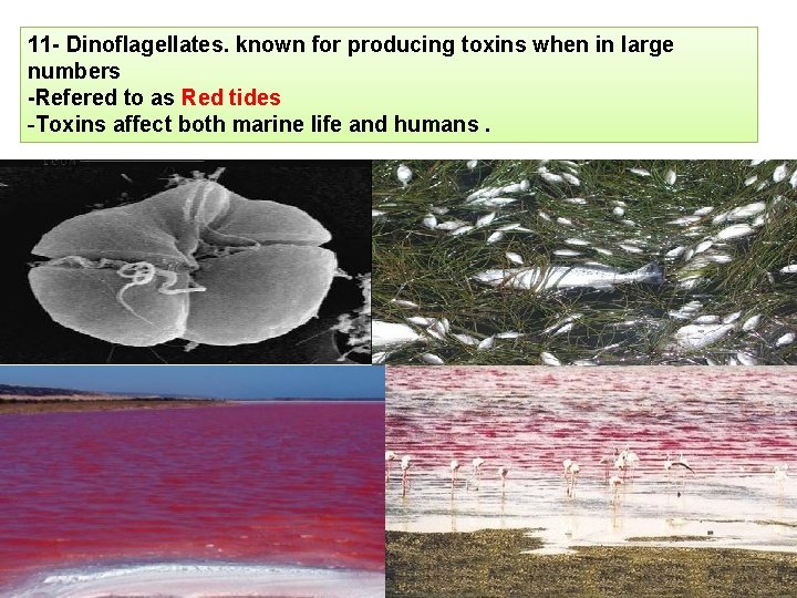 11 - Dinoflagellates. known for producing toxins when in large numbers -Refered to as