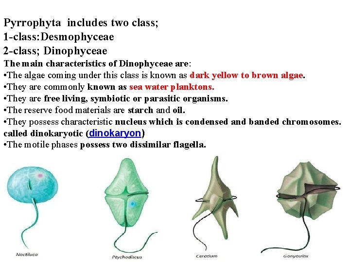 Pyrrophyta includes two class; 1 -class: Desmophyceae 2 -class; Dinophyceae The main characteristics of