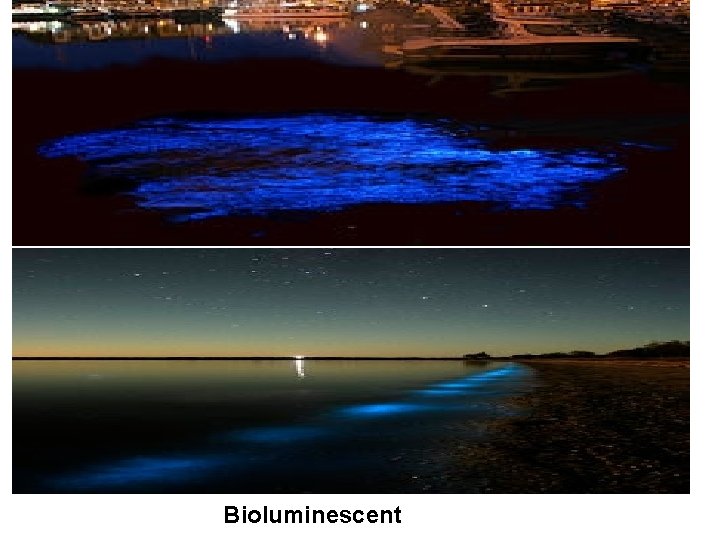 Bioluminescent 