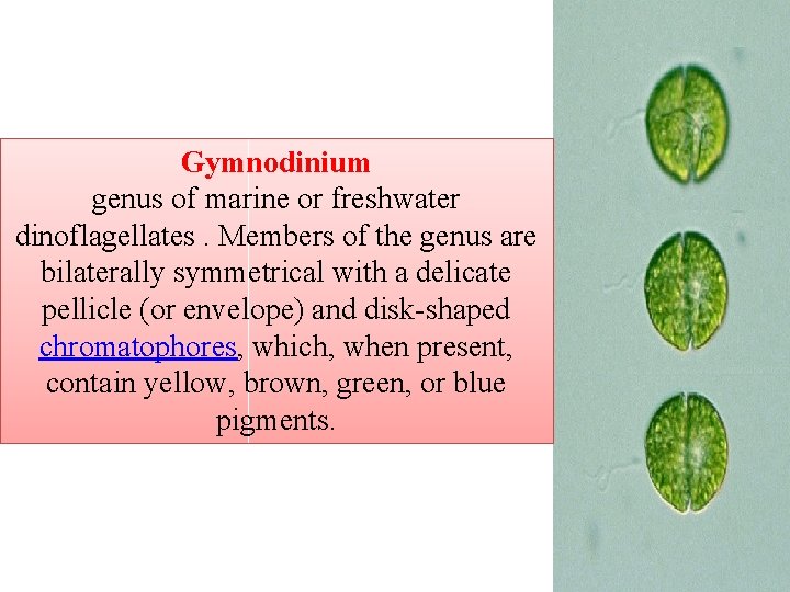 Gymnodinium genus of marine or freshwater dinoflagellates. Members of the genus are bilaterally symmetrical