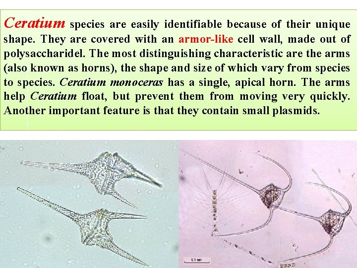 Ceratium species are easily identifiable because of their unique shape. They are covered with