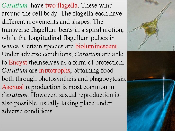 Ceratium have two flagella. These wind around the cell body. The flagella each have