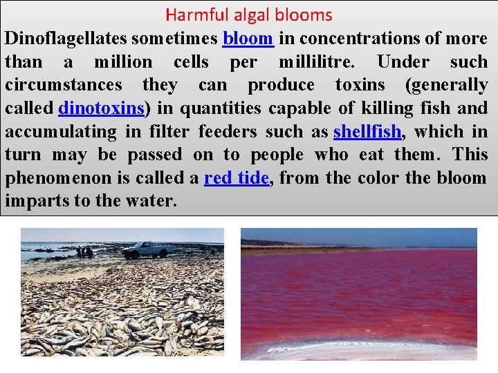 Harmful algal blooms Dinoflagellates sometimes bloom in concentrations of more than a million cells