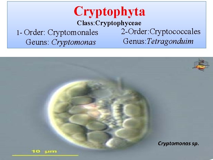 Cryptophyta Class: Cryptophyceae 1 - Order: Cryptomonales Geuns: Cryptomonas 2 -Order: Cryptococcales Genus: Tetragonduim